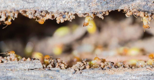 termite infestation