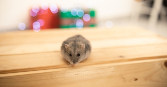 mouse near Christmas presents