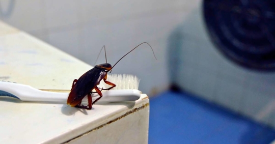 Cockroach on toothbrush isolated on background. Contamination concept.