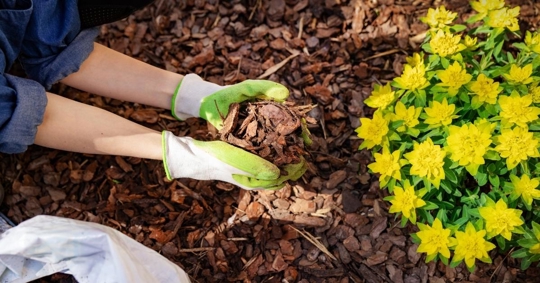 Gardener mulching flower bed