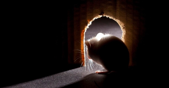 Mouse looking out of hole