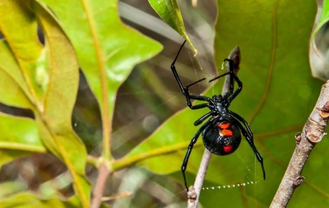 black widow spider