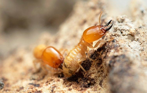 termites on rotten wood