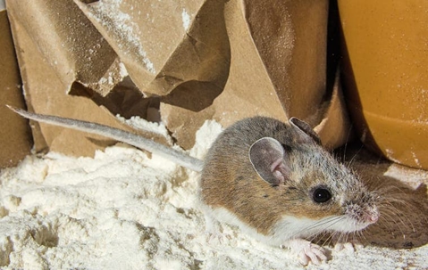 mouse in pantry