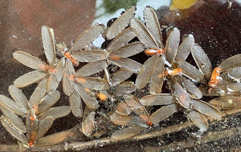 termite swarmers
