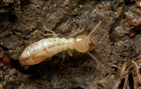 termite