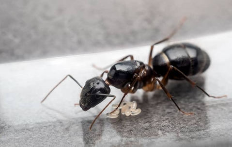 ant on flat surface