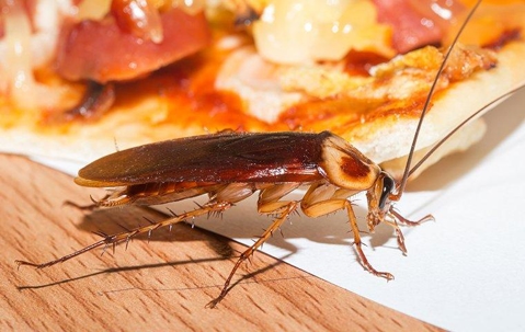 cockroach on counter