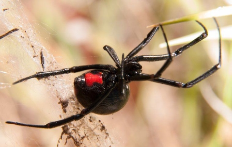 black widow hanging from web