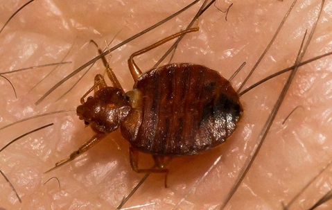 bed bug crawling on skin