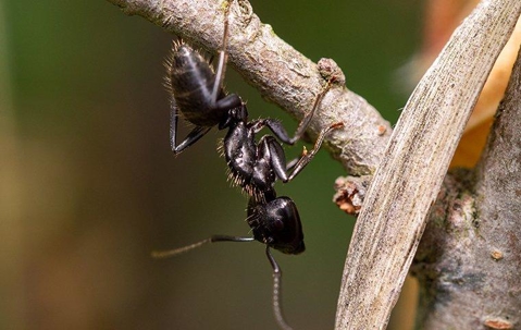 ant crawling on a leaf