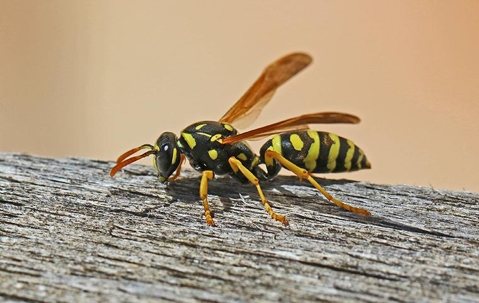 wasp on a fence