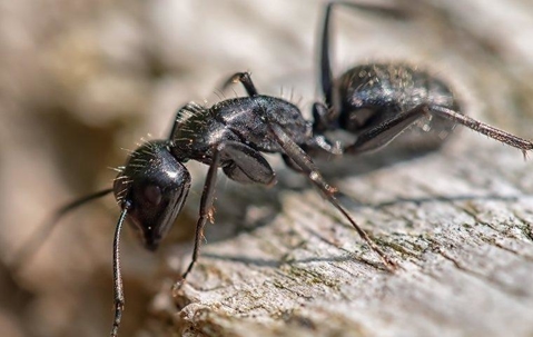 ant crawling on wood
