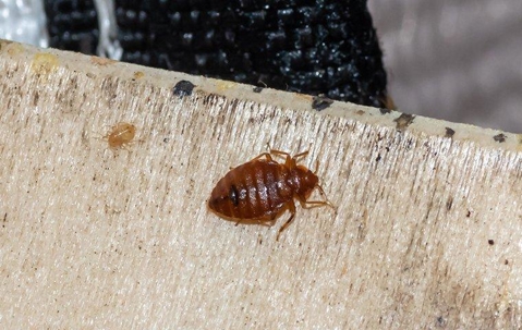bud bug crawling on a mattress