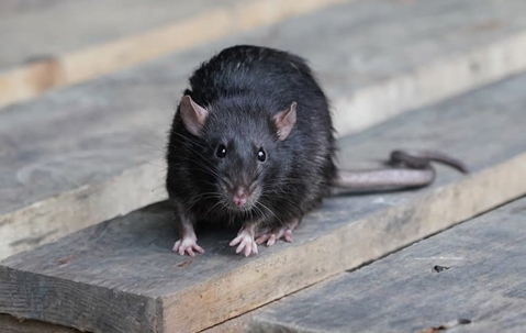 rat on porch