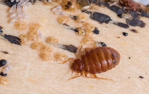 bed bug on larvae