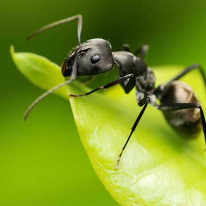 Ants Photo