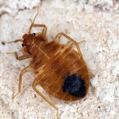 Bed Bugs Photo