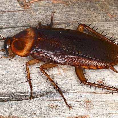 Cockroaches Photo