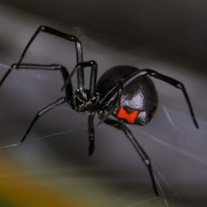 Spiders Photo