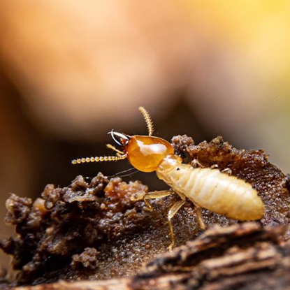 Termites Photo