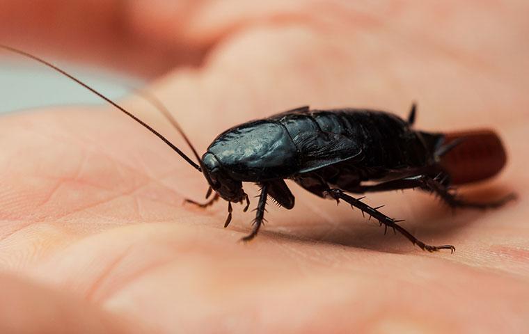Blog - Oriental Cockroaches In St. Louis Can Be A Real Pain