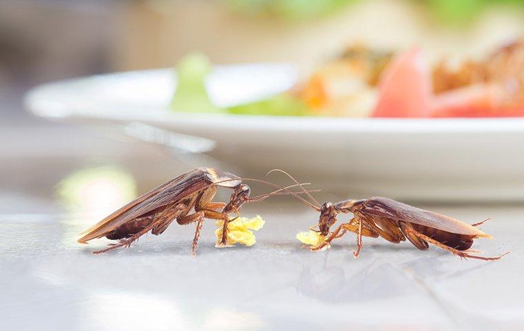 two cockroaches near plate of food