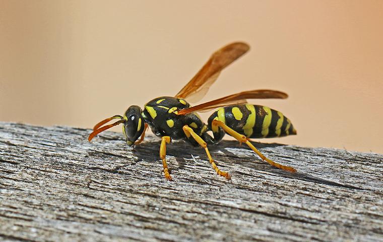 a wasp crawling on a fance